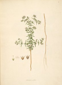 Ilustracja parasola Oldenlandia, Rubiaceae